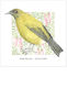 Birds of the Doubtful Valley - Bellbird or korimako