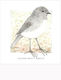 Birds of the Doubtful Valley - Robin