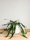 Cryptocereus - Fishbone cactus