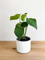 Plant, garden: Syngonium - Chiapense