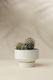 Custom Curation [1] Cacti in Porcelain