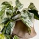 Marble Queen and Hessian Cover bag Combo (includes Shipping)