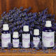 Lavender Oil lavandula Angustifolia (Violet Intrigue) 10ml