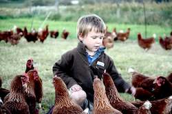 Mixed livestock farming: Hy-line Brown Laying Hen - 13 - 14 months old