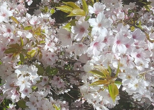 Cherry Blossom Extract Wellness & Cuisine Enhancer 9senses.co.nz