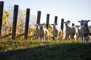 Chardonnay: The Vintage Six