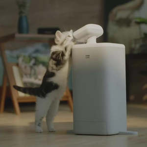 Cat Feeder & Sitter
