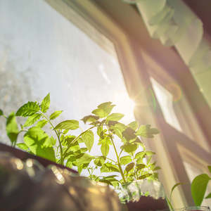 Products: Home Bundle: Air Fresh, Harmony, Uplift