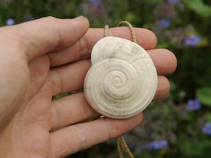 Products: Antler Kauri Snail Shell — A Carved Piece