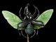 Inner Light Jade Atlas Beetle — A Carved Piece