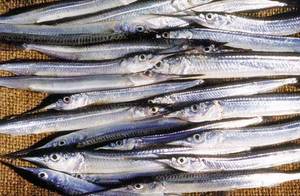 Piper Bait Nets Nz Drag Set Nets Auckland: Lampara Style Piper Fishing Net 40m Long