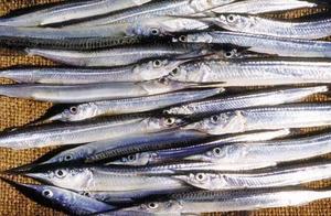 Action Outdoors Lampara Piper Fishing Net 40m, 25mm Mesh, Floating Curtain Desig&hellip;