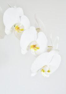 Wall Art: Phalenopsis Orchid Print
