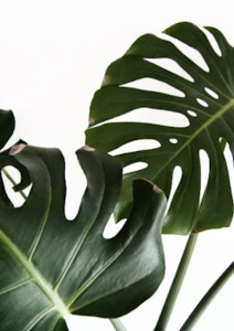 Wall Art: Monstera Print