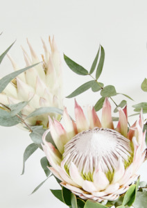 Wall Art: Portrait of a Protea Print