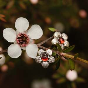 Enamel Earrings: Mānuka studs with garnets