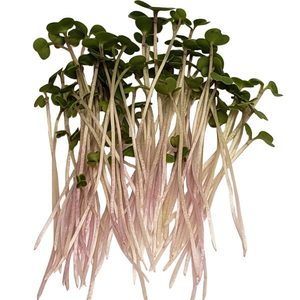 Products: Red Russian Kale 100g – Advance Microgreen