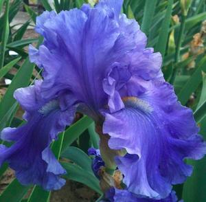 Products: Breakers Tall Bearded Iris Iris germanica 'Breakers' Rhizome - A Floral Affair