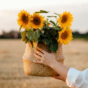 Peppermint Essential Oil Collection: Lift-Me-Up Essential Oil Blend