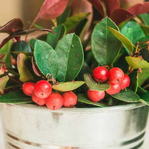 Wintergreen Essential Oil