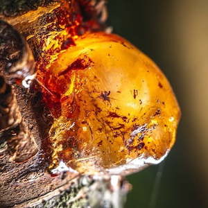 Essential Oil: Peru Balsam Essential Oil