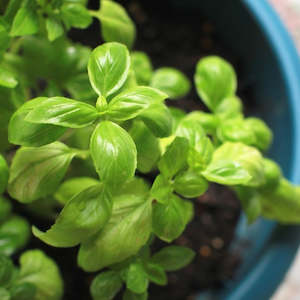 Essential Oil: Basil Essential Oil