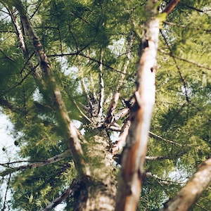 Essential Oil: Fir Needle Essential Oil