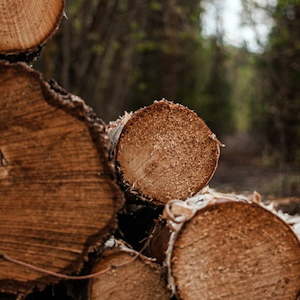 Essential Oil: West Indian Sandalwood Essential Oil (Amyris)