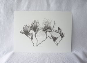Large Magnolia Print