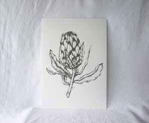 Large Protea Print
