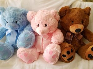 Products: Teddy - Albany Florist