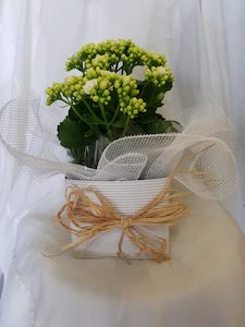 Flowering House Plant - Albany Florist