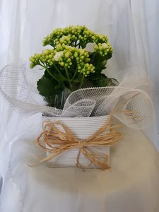 Products: Flowering House Plant - Albany Florist