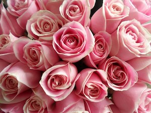 Soft Pink roses - Albany Florist