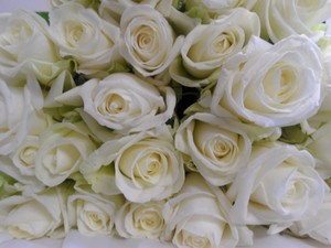 Products: White roses - Albany Florist