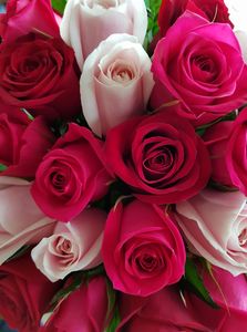 Love Blossoms Bouquet - Albany Florist