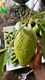 Category: Soursop Tea