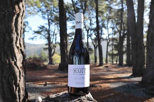 Allan Scott Marlborough Pinot Noir 2025 - Allan Scott
