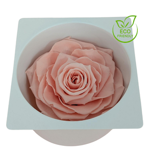 Products: Preserved Rose Magna Baby Pink Fast NZ Delivery All InSeason