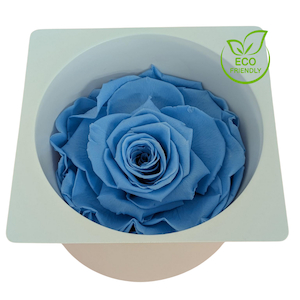 Preserved Rose Magna Blue Fast NZ Delivery All InSeason