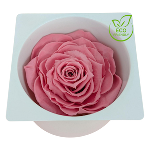 Products: Preserved Rose Magna Pink Fast NZ Delivery All InSeason