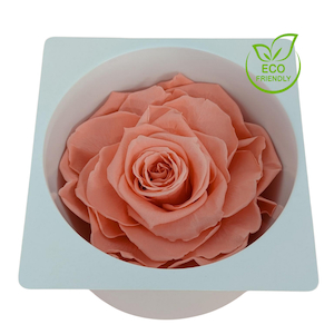 Products: Preserved Rose Magna Pink Nectar Fast NZ Delivery All InSeason