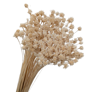 Preserved Hill Flower Creamy White Fast NZ Delivery All InSeason