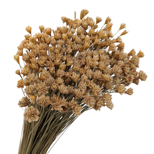 Products: Preserved Hill Flower Natural Fast NZ Delivery All InSeason