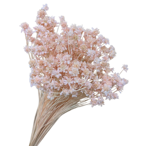 Products: Preserved Hill Flower Pink Fast NZ Delivery All InSeason
