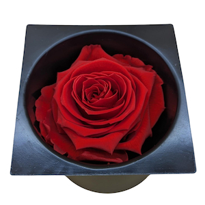 Products: Preserved Rose Red Fast NZ Delivery All InSeason