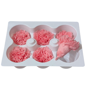 Products: Preserved Carnations Baby Pink Fast NZ Delivery All InSeason