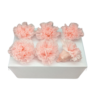 Products: Preserved Carnations Pink Fast NZ Delivery All InSeason