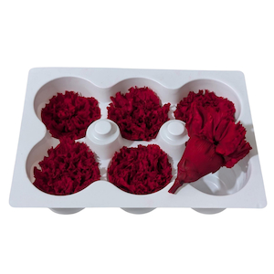 Products: Preserved Carnations Red Fast NZ Delivery All InSeason