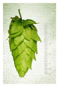 Riwaka Hops 2024 Harvest - T90 Pellets 100gm